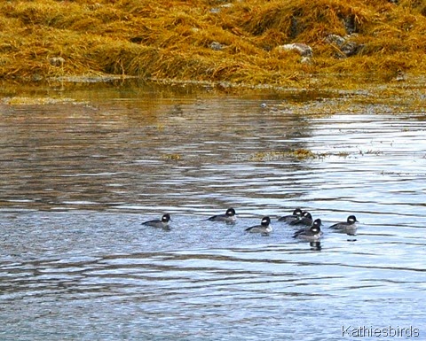 8. 12-21-14 buffleheads in cove-kab
