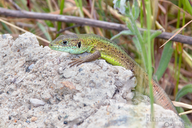 Östliche Smaragdeidechse - Lacerta viridis