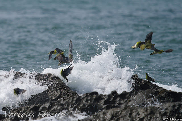 aobato(Green pigeon)