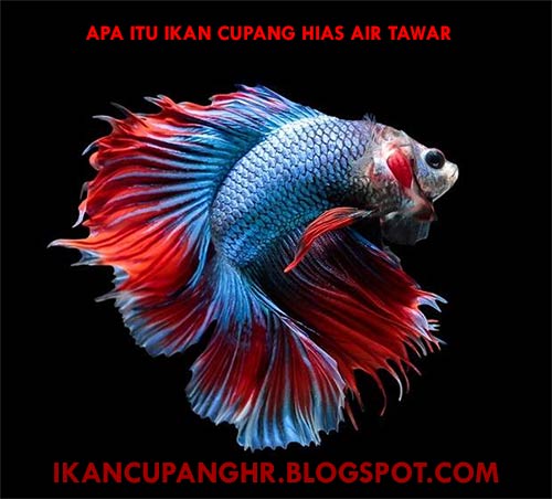 Apa itu Ikan Cupang Hias yang Sedang Populer di Indonesia