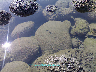 Coral in the St. Martin's Island