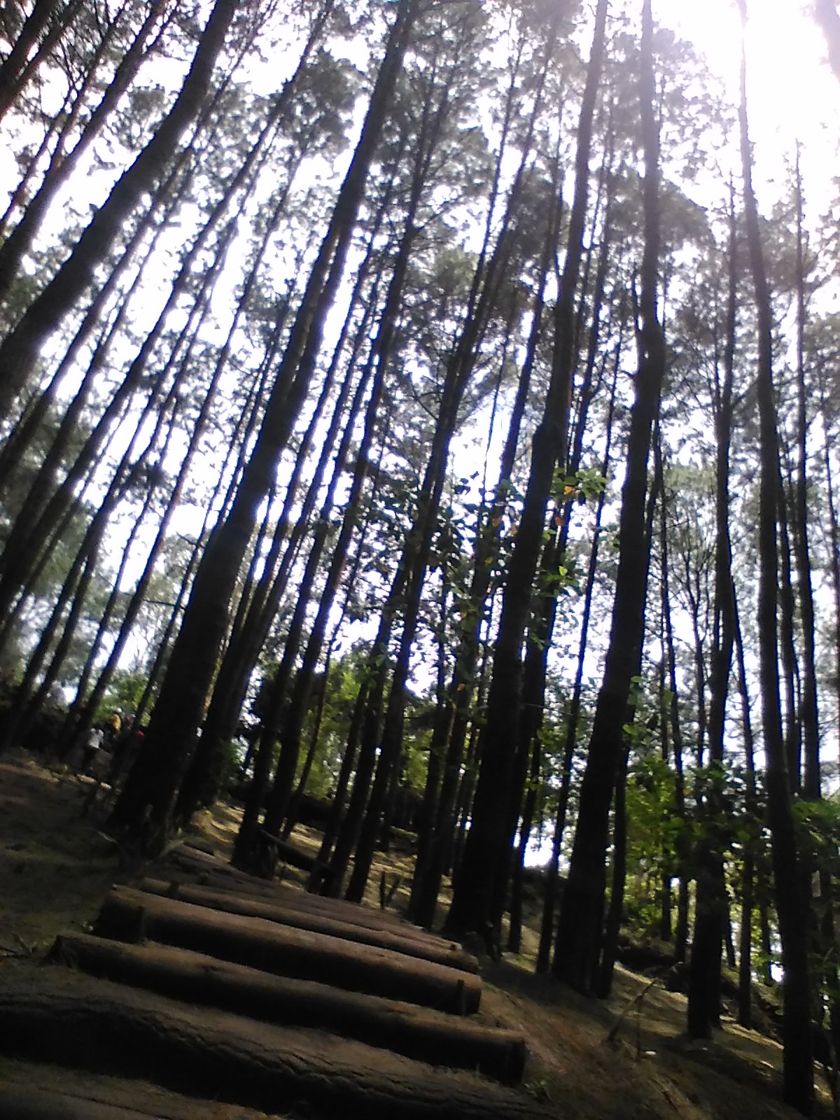 Pine Forest Mangunan