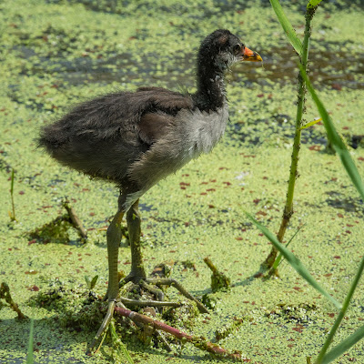 Common Gallinule Baby, Anahuac National Wildlife Refuge