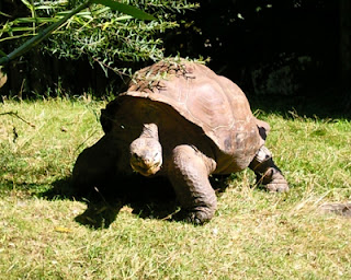 Turtle in Zurich Zoo