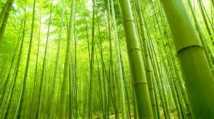  Linamon to Launch Engineered  Bamboo Production