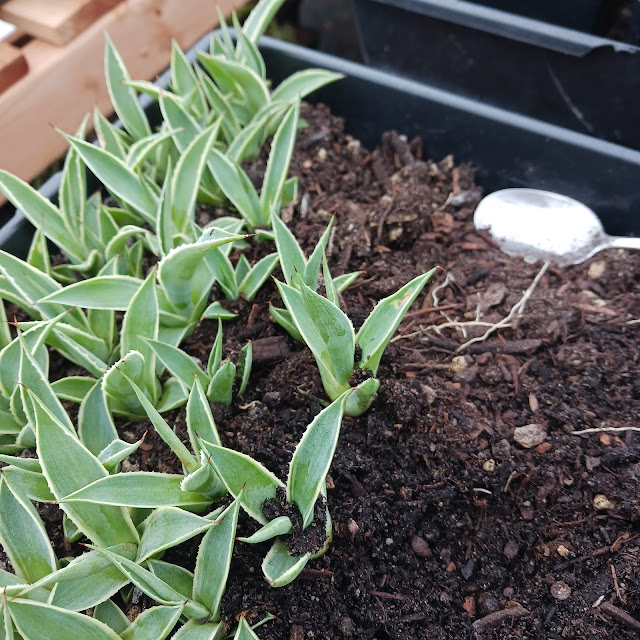 rooted Agave bulbils being transplanted