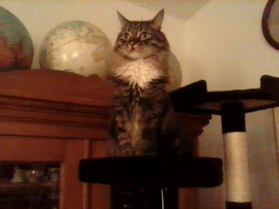 Brown and white tabby cat sitting on scratching post