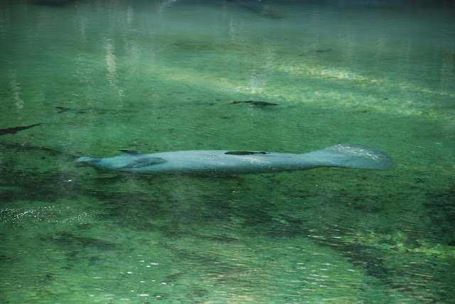 Blue Spring State Park