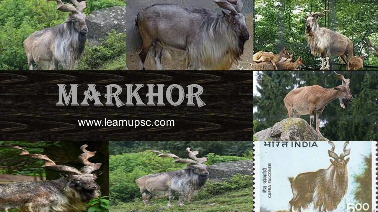 Markhor