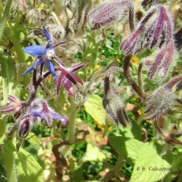 What Blooms in Paso Robles in June? Part 1