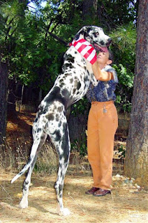 El perro más alto del planeta se llama Gibson