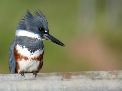Photo of Belted Kingfisher