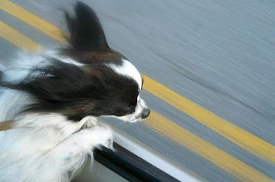 Funny Dog Faces at 50 MPH Seen On www.coolpicturegallery.us