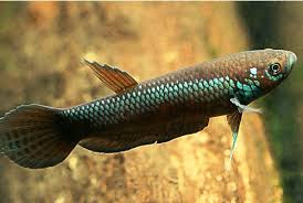 Betta Unimaculata