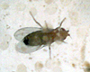 Drosophila melanogaster