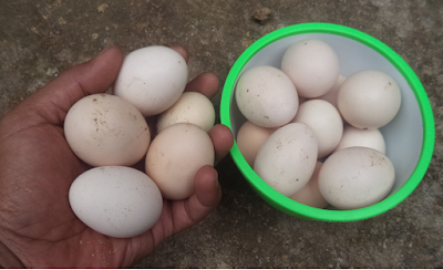 Trik Agar Ayam Kampung Terus Bertelor Tanpa Berhenti