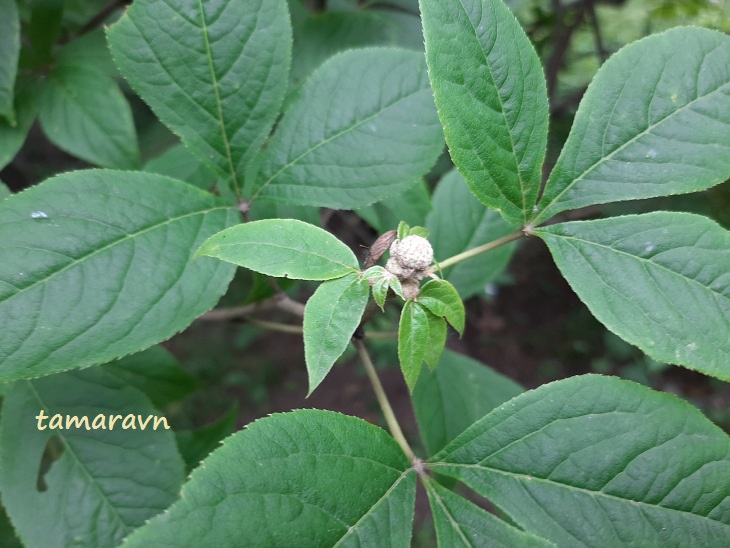 Свободноягодник сидячецветковый (Acanthopanax sessiliflorus, =Eleutherococcus sessiliflorus)