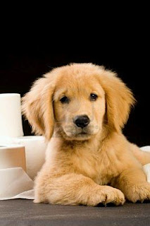 Perros Golden Retriever, parte 1