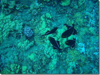 Maui Snorkeling_27 (Medium)