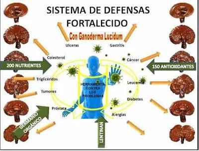 ¿COMO ACTUAL EL GANODERMA EN NUESTRO CUERPO?
