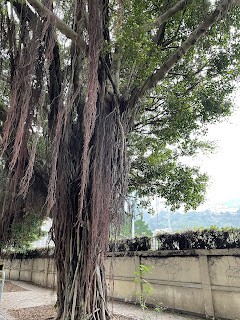 香港ガジュマルの木
