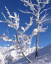 Snijeg i zamrzle grane, Kanada zima download besplatne slike pozadine za mobitele