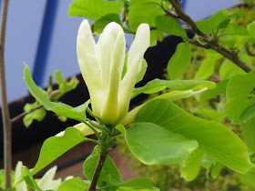 white magnolia