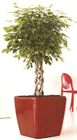 Ficus Benjamina