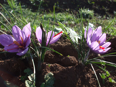 Piante da Giardino, Piante Aromatiche