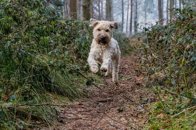 Soft Coated Wheaten Terrier