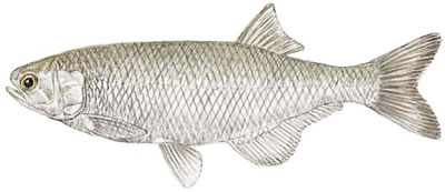 Goldeye (Hiodon alosoides)