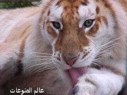 اجمل صور للنمر الذهبي 2014 اجمل صور للنمر الذهبي 2014