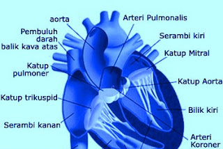 Nih Pengertian Dan Fungsi Jantung