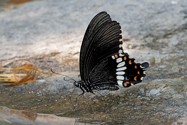 Papilio polytes the Common Mormon male
