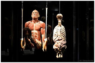 BODY WORLDS najliczniej odwiedzana wystawa świata