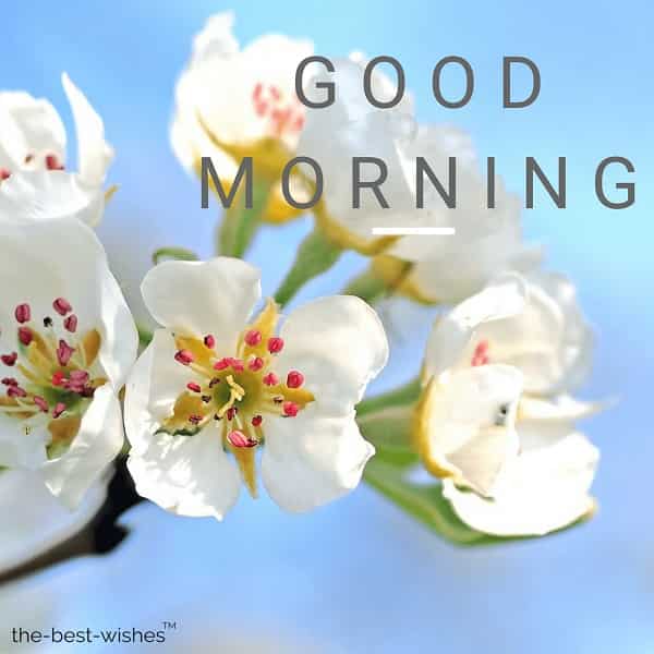 200 Beautiful Good Morning Wishes With Flowers Best Hd Images