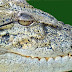 Buaya Muara (Crocodylus porosus)