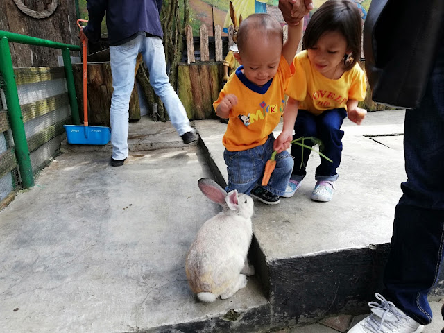 PERCUTIAN BANDUNG DAY 2 KE FARM HOUSE LEMBANG BANDUNG INDONESIA. Selesai berlibur di The Lodge Maribaya Lembang Bandung. Kami meruskan perjalanan ke Farmhouse Lembang. Misi hiburkan hati anak-anak.  Kita cari tempat kid's friendly pulak ! Gitulah mak-mak kan, jalan sket ..kena  cari tempat anak-anak berlibur. Amek hati anak ! Tu yang depa rasa Bandung Indonesia ni best gierrr. Siap tak nak balik Malaysia haha.   PERCUTIAN BANDUNG DAY 2 KE FARM HOUSE LEMBANG BANDUNG INDONESIA. PERCUTIAN BANDUNG DAY 2 KE FARM HOUSE LEMBANG BANDUNG INDONESIA. Farmhouse antara tempat yang sejuk dan nyaman. Pendek kata semua kawasan Lembang ni memang nyaman je ! Farmhouse ni seakan-akan kota Eropah dan mini zoo pun iye jugak !  Untuk ke kawasan Farmhouse ni. Sebenarnya korang boleh jimat aktiviti dan itinerary di kawasan sekitar Lembang ni. The Lodge Maribaya, Farmhouse, Hobbit, Kota Mini Lembang dan Floating Market semuanya dekat-dekat je ! Tapi, kami ni banyak pit stop dan tak boleh push to the max. Itinerary kami ke Lembang pecahkan kepada 2 hari. Kiranya, sebelum malam dah kena keluar dari kawasan Lembang Bandung ni.    Luar kawasan Hobbit, tak masuk tempat Hobbit sebab kena bayar lain. Hari pun dah agak petang.  Farmhouse ni best, kalau nak explore semua mau kena spend 1 hari sahaja di sini. Tapi, kami cuba explore secepat yang mungkin. Kalau 1 tempat , 1 hari. Gamaknya kena duduk sebulanlah kat Bandung hahaha.   Kedai dalam Farmhouse Lembang. Cantik !    Aloh-aloh kecil rumah hobbit ni. Bergambarlah lagi untuk kenang-kenangan  HARGA TIKET MASUK KE FARM HOUSE      Harga Tiket Farmhouse Lembang Bandung ialah sebanak Rp25.000/orang (5 tahun ke atas kena bayar full). Manakala untuk parking kenderaan Rp10,000.  Untuk setiap tiket, boleh tebus 1 air susu FRESH secara PERCUMA. Boleh pilih susu plain, coklat atau strawberry.   Pastinya sedap ! Dah la sejuk ! Memang layannnn    Kitoang hanya bayar tiket untuk mummy, daddy dan Dhia sahaja. Haha jimat bawak anak-anak kecil !   Total tiket masuk Farmhouse untuk satu family kami ialah Rp80,000 (lebih kurang RM26)  Bagi Anak Sapi (Anak Lembu) Minum Susu    Aktiviti pertama kami di Farmhouse, kami ke bahagian anak sapi (anak lembu). Di sini kami melatih anak-anak kami memberikan susu kepada anak lembu.  Lain warna anak lembunya dari Malaysia. Kalau tempat sejuk, kita boleh lihat anak lembu yang berwarna hitam dan putih ni.     Dzal susukan anak lembu. Kuat betul hisapan anak-anak lembu ni. Lapar agaknya.     Turn Daim dan Dhia bagi anak lembu menyusu. Happy giler si Daim tu hehe       Minum sampai meleleh air liur. So cute !    Daim tak puas lagi tu, nak bagi anak lembu susu lagi     Okay cukup lah, sorang sebotol je bagi anak-anak lembu ni menyusu. Aktiviti ini berharga Rp20,000 untuk satu botol. 2 botol berharga RP40,000 (RM13).  Part anak sapi, burung kakak tua dan hobbit tak termasuk dalam entrance fees tau. Semua bayarannya asing-asing.  Rumah Arnab    Rumah arnab ni FREE je, tak perlu tambah bayar apa-apa kecuali makanan arnab tu kena beli. 1 paket carrot tu tak sampai RM5. Banyak pulak tu ! Boleh la lama sket duduk dalam rumah arnab ni !   Anak-anak memang happy giler bila dapat main dengan arnab secara terbuka gini.   Daim memang berani sesangat, mummy yang risau   tengok tu, happy je muka si Daim   Dhia memang suka arnab, minta mummy bela seekor. Huhu idaklah anak-anak ! Kita main cenggini aje lah lagi sonang   Dzal pun ada sifat penyayang. Alhamdulillah   Daim dapat sayur ni dari kawan baru, kawan tu takut nak bagi makan.    Di suruhnya Daim yang kecik ni bagi makan. Daim apa lagi..ONZ je lah. hahaha    Ada geng kawan Cina     Kambing biri-biri    Seterusnya kami ke bahagian biri-biri. Dah macam zoo terbuka dah. Kekononnya tengah nak amek gambar anak-anak yang memula macam berani masuk. Sekali biri-biri ni peramah nau. Dok ikut je anak-anak.     Terus depa lari lintang pukang terkejut haha.  Comel biri-biri ni, pakai pempes tau. So, tak adalah tahi mereka berterabur bersepah.     Okay layan gambar je lah dulu. Kemudian nanti baru mummy masukkan video ye. Amek mood nak edit video tu ha..adoiii mood cepat maiiii.  Oh ya..kat sini korang boleh sewa costume dan posing di kawasan ala Eropah. Tapi, kena take turn nak amek gambar spot cecantik. Orang ramai sangat kat sini !  Kami tak banyak posing tempat-tempat tu..sebab fokus ke tempat liburan untuk anak je. Dalam video ada. Tunggu naaa..mummy update !  Bagi yang nak ke Farmhouse atau nak tahu info lanjut, korang boleh layari :-  Instagram : https://www.instagram.com/farmhouselembang  Alamat : Jalan Raya Lembang No.108, Lembang, Bandung Barat, Bandung, Jawa Barat.