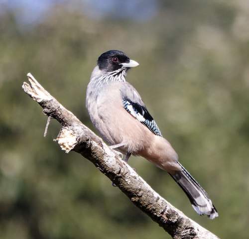 Garrulus lanceolatus