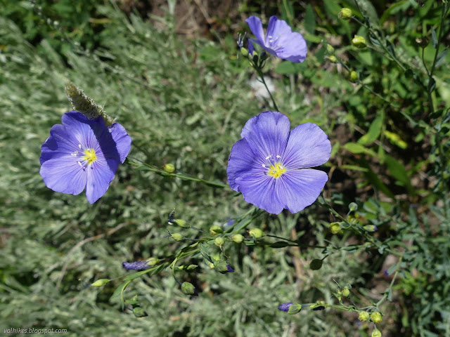 006: blue flowers