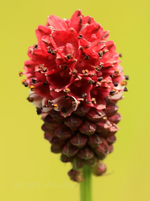 Sanguisorba officinalis