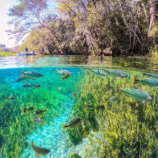 Mato Grosso do Sul