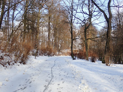 grzyby 2019, grzyby zimowe, zimowe grzybobranie, grzyby w Lasku Wolskim, uszak bzowy, płomiennica zimowa, boczniak ostrygowaty, łycznik późny, grzybówki zimą, żagiew, wrośniaki