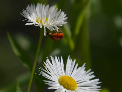 Marienkäfer, Ladybug, MARIGORRINGOA, Bubamara, Калинка, Lepatriinu, Leppäkerttu, Coccinelle, Πασχαλίτσα, Coccinella, Marieta, Bubamara, Mārīte, Biedronka, 