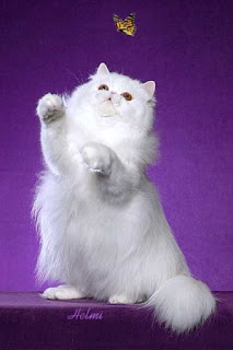 Funny White Persian Cat