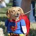 El perro perdido de Superman