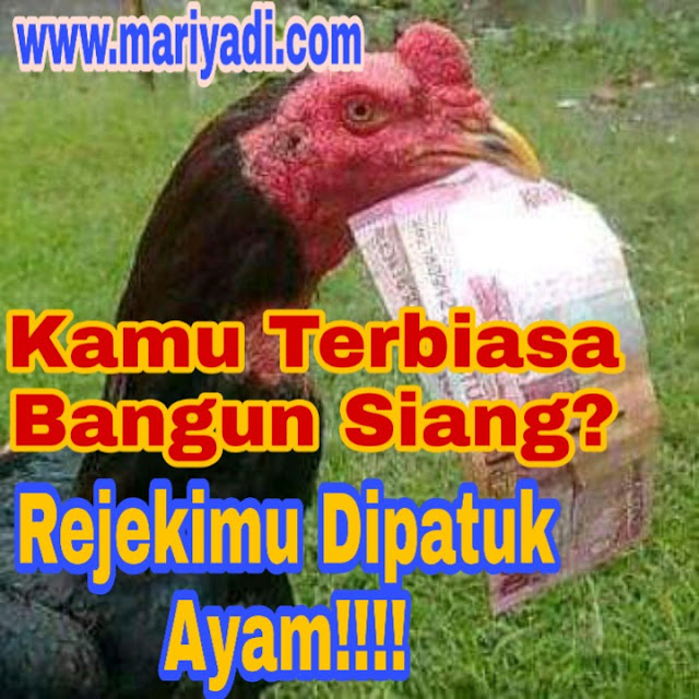 Benarkah Jika Kita Bangun Kesianagan Rejeki Kita Akan Dipatuk Ayam?