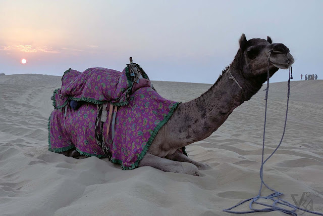 Sand dunes of Thar desert, Kanoi