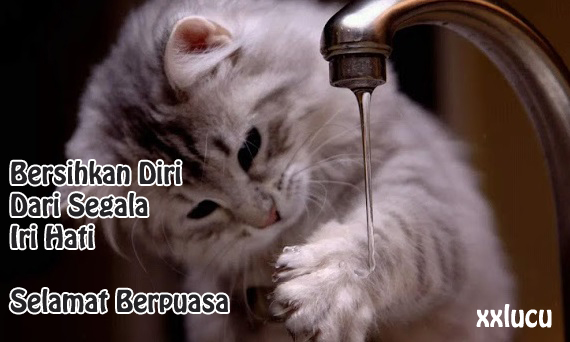 gambar kucing cuci tangan lucu