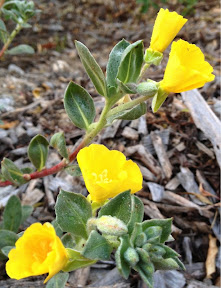 Cammissonia cheiranthifolia "Beach Primrose" 